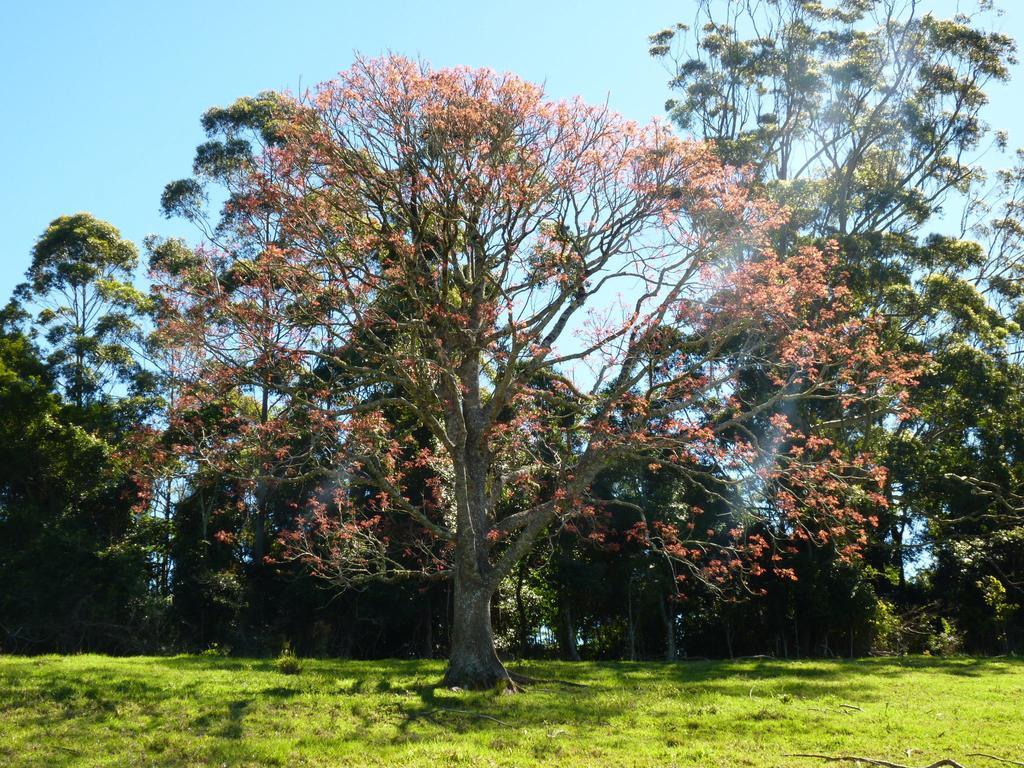 Bellthorpe Stays Maleny Bagian luar foto