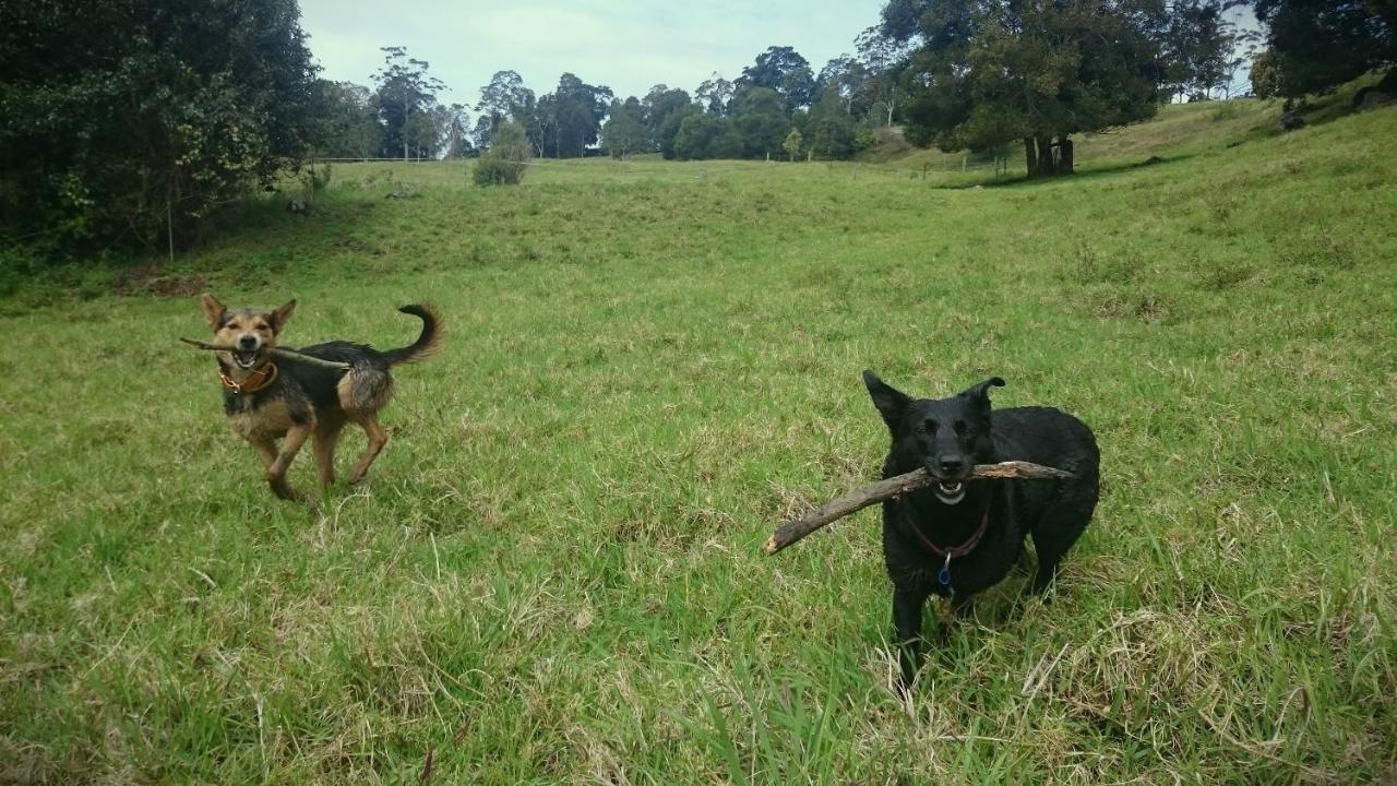 Bellthorpe Stays Maleny Bagian luar foto