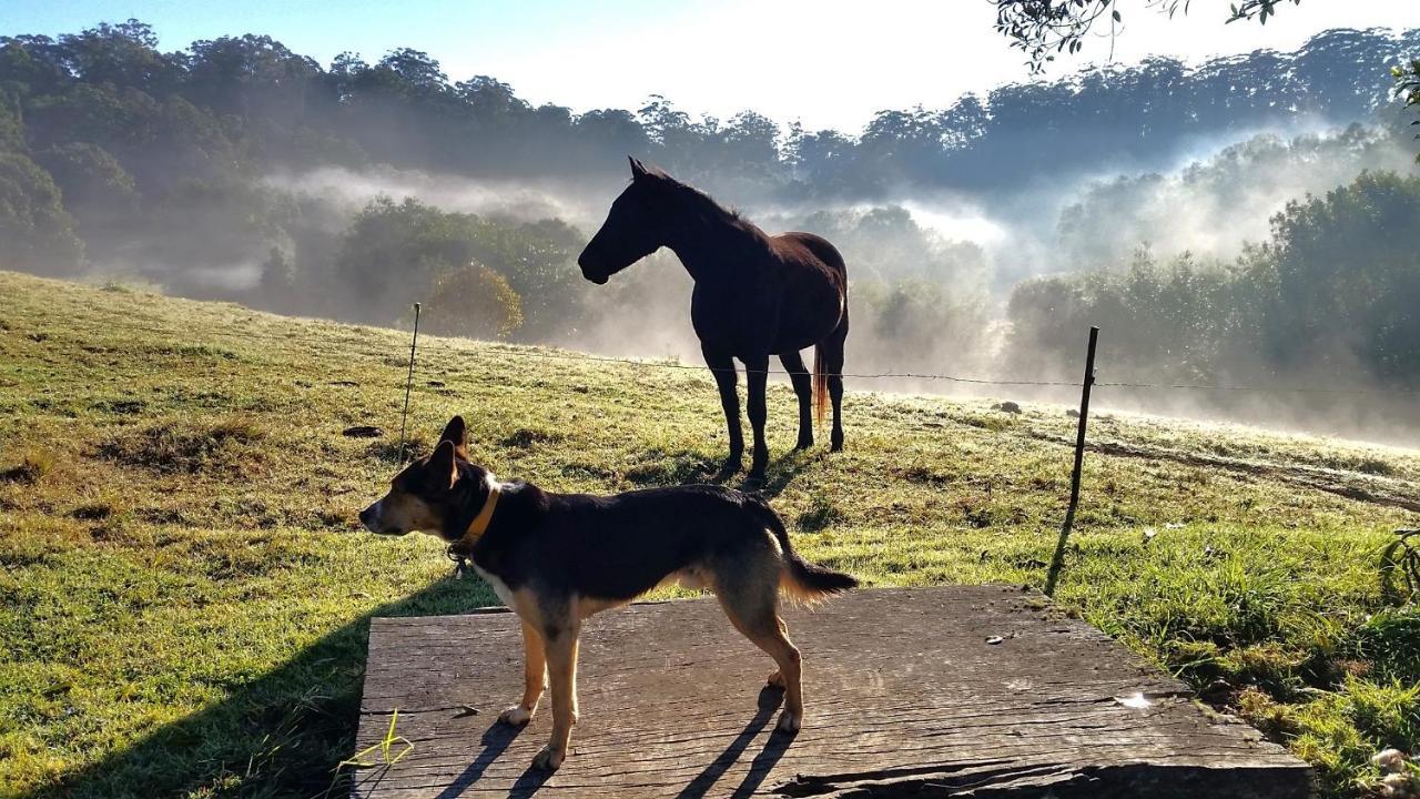 Bellthorpe Stays Maleny Bagian luar foto