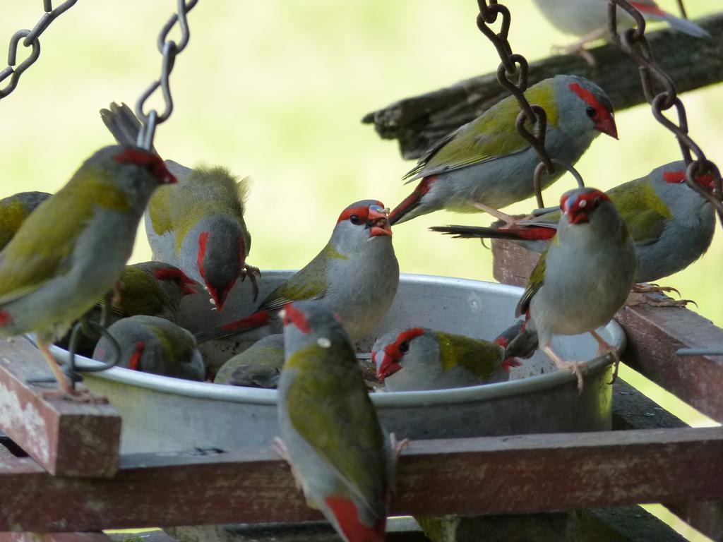 Bellthorpe Stays Maleny Bagian luar foto