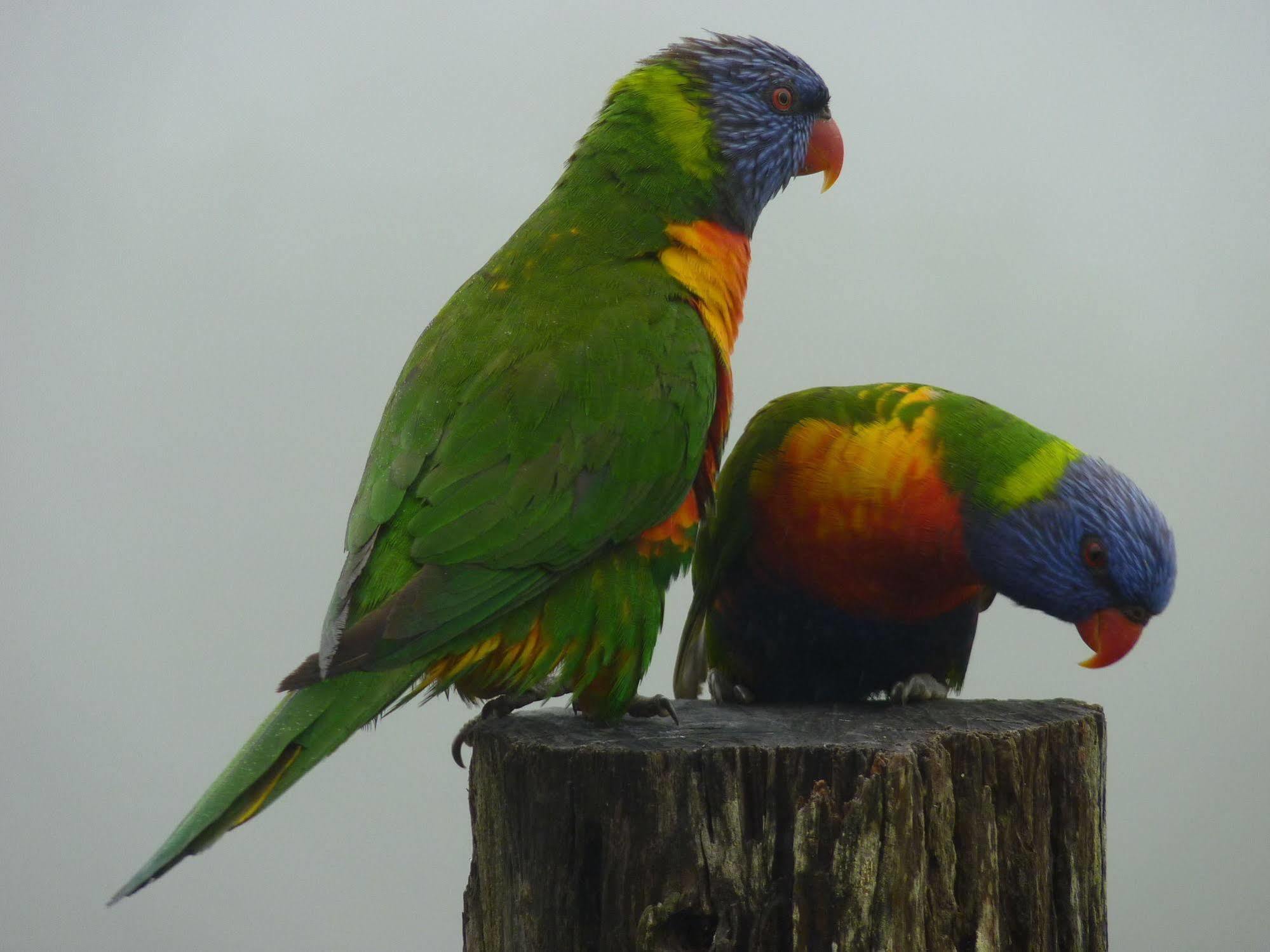 Bellthorpe Stays Maleny Bagian luar foto