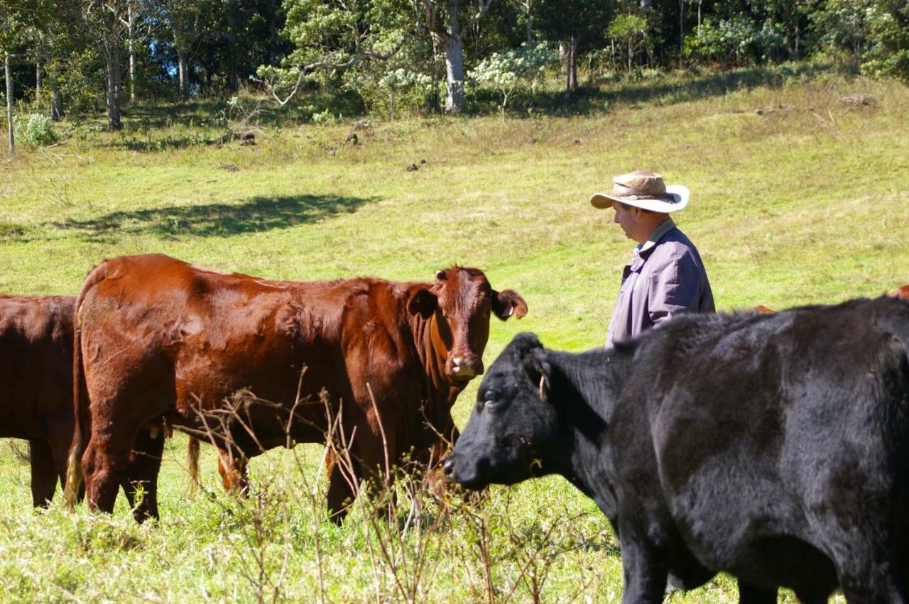 Bellthorpe Stays Maleny Bagian luar foto
